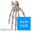 Handwurzelknochen Anatomie, Gelenke, Kahnhbeinfraktur Kenhub