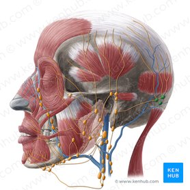 Occipital lymph nodes (Nodi lymphoidei occipitales); Image: Yousun Koh