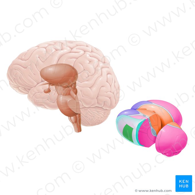 Ventral lateral nucleus (Nucleus ventralis lateralis); Image: Paul Kim