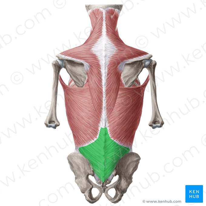 Fascia thoracolumbalis (Brust-Lenden-Faszie); Bild: Yousun Koh