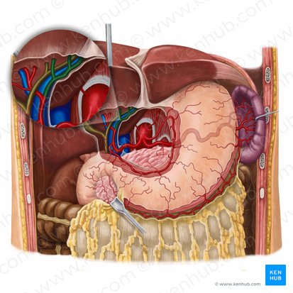 Left hepatic artery (Arteria hepatica sinistra); Image: Irina Münstermann