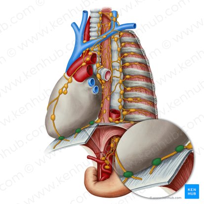 Nodi lymphoidei pericardiaci laterales (Seitliche perikardiale Lymphknoten); Bild: Irina Münstermann