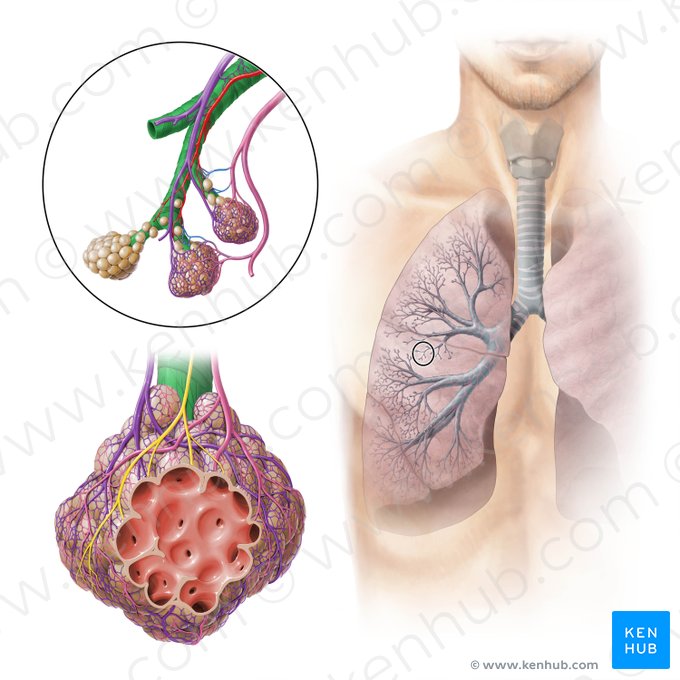 Bronchiolus (Bronchiole); Bild: Paul Kim