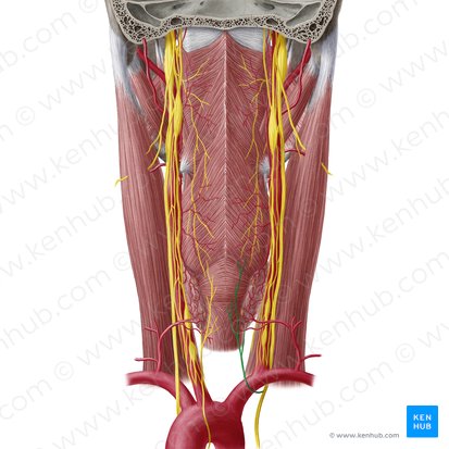 Nervus laryngeus recurrens dexter (Rechter rückläufiger Kehlkopfnerv); Bild: Yousun Koh