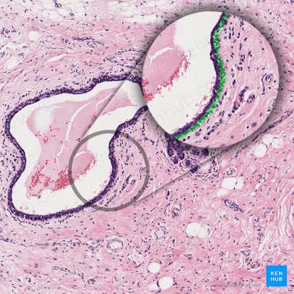 Células mioepiteliais (Myoepitheliocyti); Imagem: 