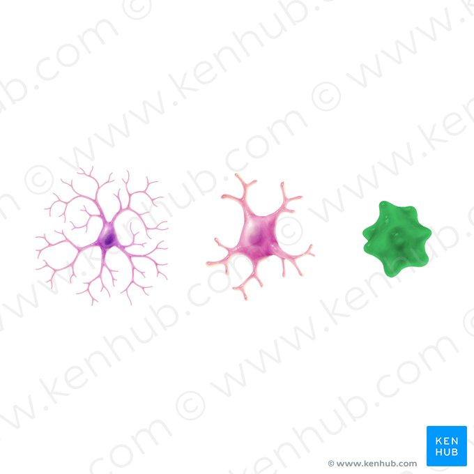 Phagozytierende Mikroglia; Bild: Paul Kim
