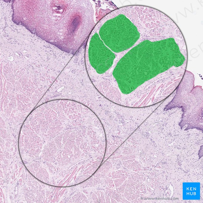 Transverse muscle of tongue (Musculus transversus linguae); Image: 