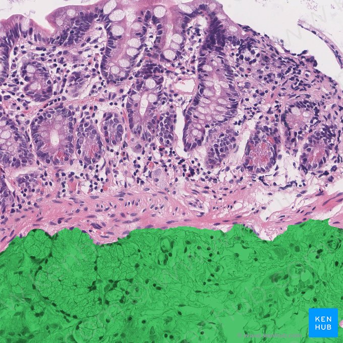 Submucosa (Tela submucosa); Image: 