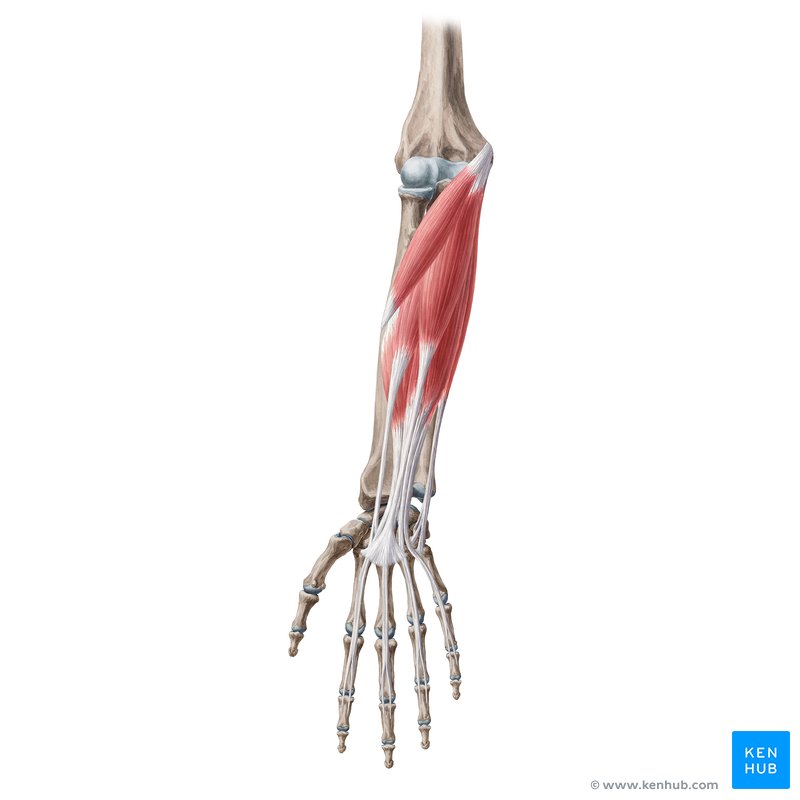 Superficial anterior forearm muscles: Pronator teres, flexor carpi radialis, flexor carpi ulnaris, palmaris longus, flexor digitorum superficialis