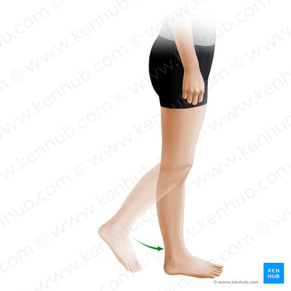 Extension of leg (Extensio cruris); Image: Paul Kim