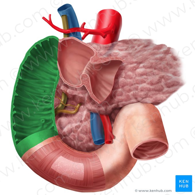 Descending part of duodenum (Pars descendens duodeni); Image: Begoña Rodriguez