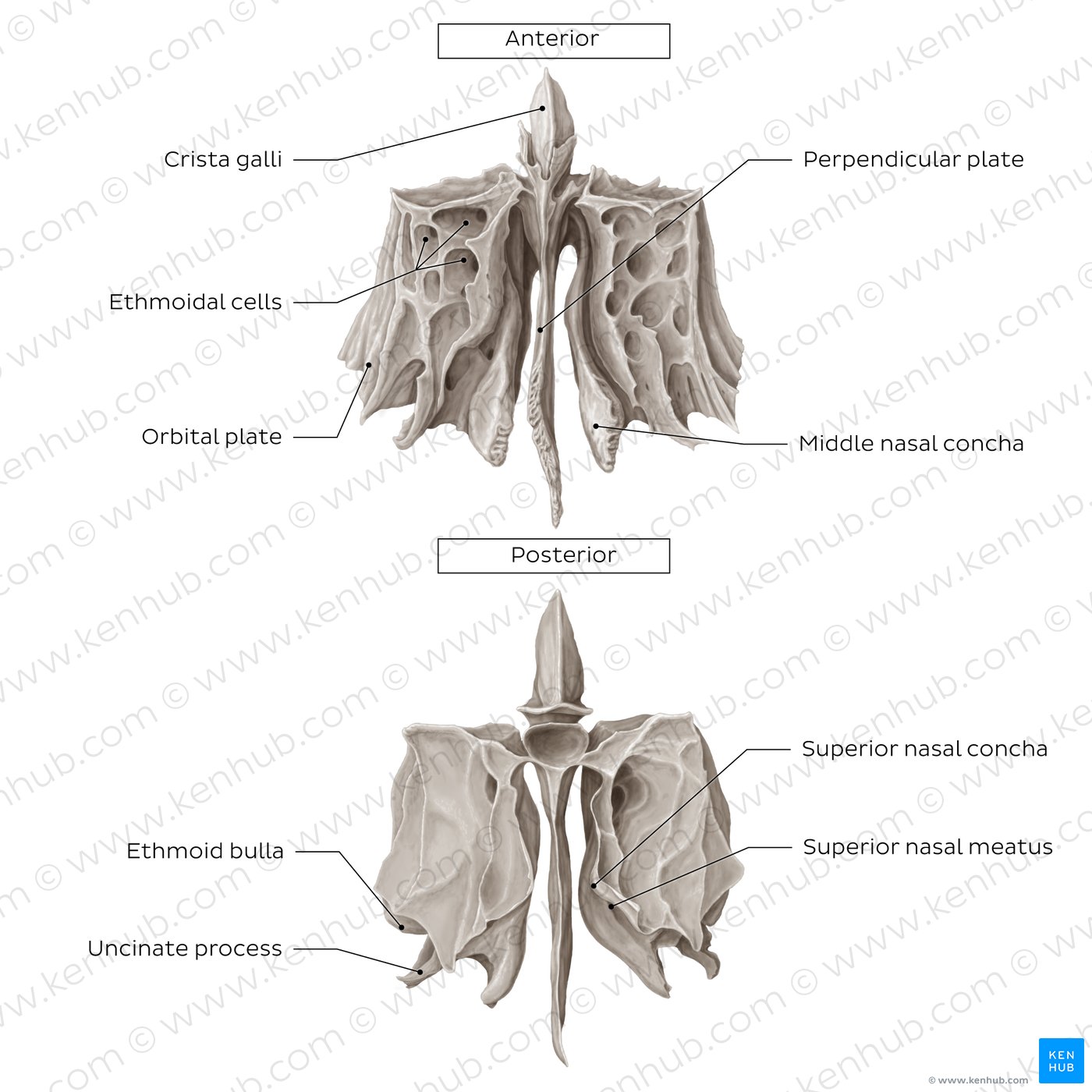 Ethmoid bone (anterior and posterior views)