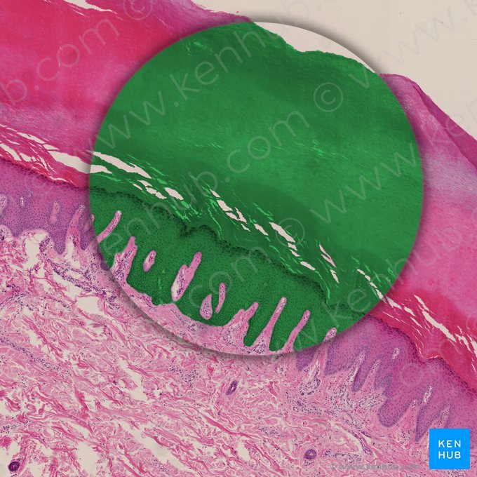 Epithelium stratificatum squamosum (Mehrschichtiges Plattenepithel); Bild: 