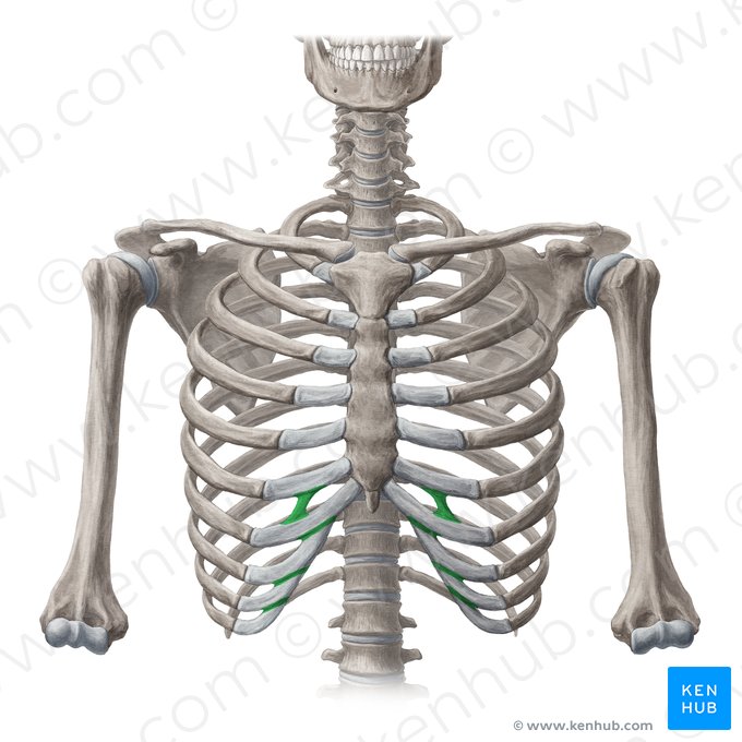 Interchondral joints (Articulationes interchondrales); Image: Yousun Koh