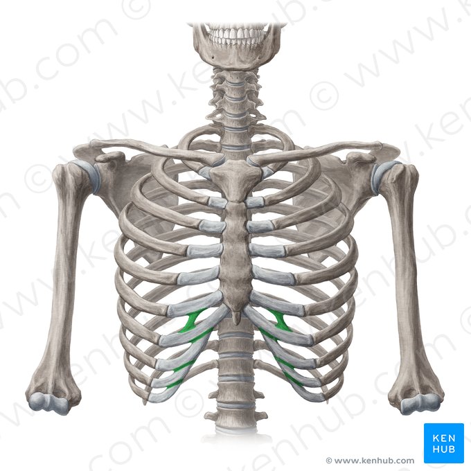 Articulationes interchondrales (Zwischenknorpelgelenke); Bild: Yousun Koh