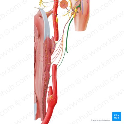 Nerf vague (Nervus vagus); Image : Paul Kim