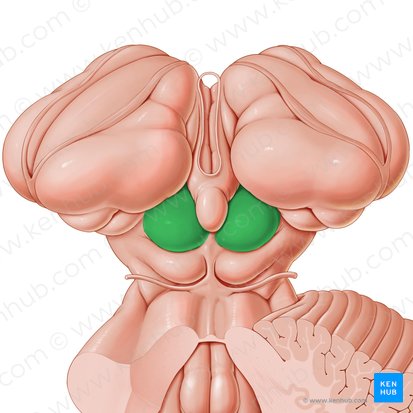 Colliculus superior (Oberer Hügel); Bild: Paul Kim