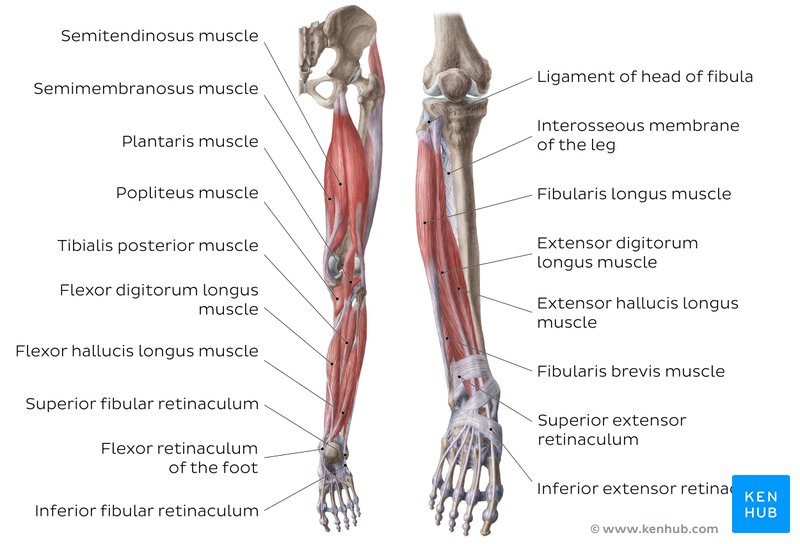 Unlabeled diagram showing the muscles of the leg (download free PDF below!)