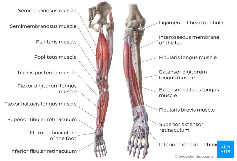 Muscles of the leg quizzes and labeled diagrams | Kenhub