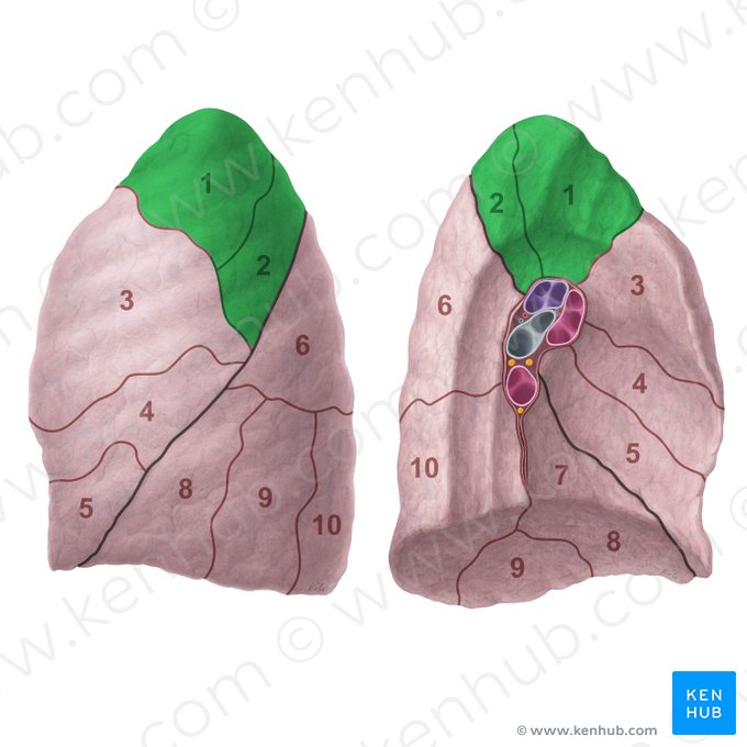 Segmentum apicoposterius pulmonis sinistri (Hinteres Spitzensegment der linken Lunge); Bild: Paul Kim