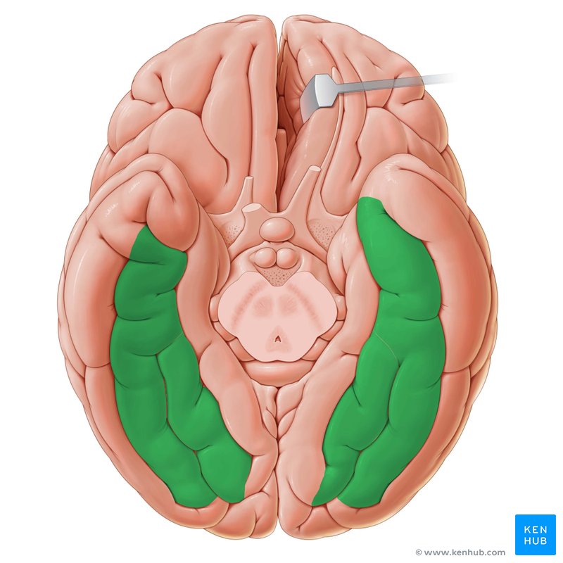 Fusiform gyrus: Anatomy and function | Kenhub