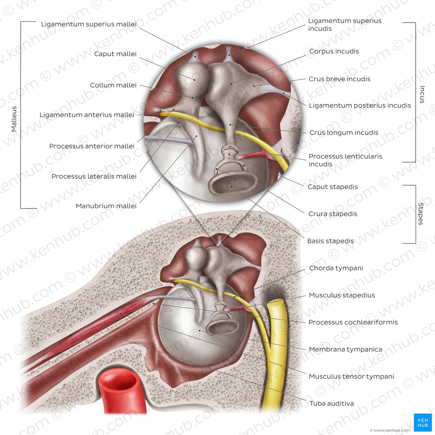 Mittelohr - sagittal