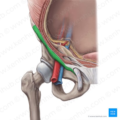 Ligamento inguinal (Ligamentum inguinale); Imagen: Hannah Ely