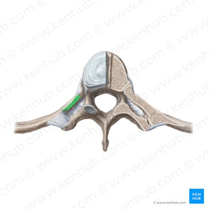 Ligamento costotransversário superior (Ligamentum costotransversarium superius); Imagem: Begoña Rodriguez