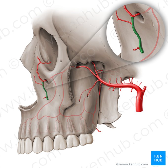 Arteria facial (Arteria facialis); Imagen: Paul Kim