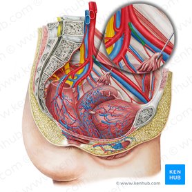 Left umbilical artery (Arteria umbilicalis sinistra); Image: Irina Münstermann