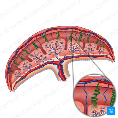 Arteria espiral del útero (Arteria spiralis uteri); Imagen: Irina Münstermann