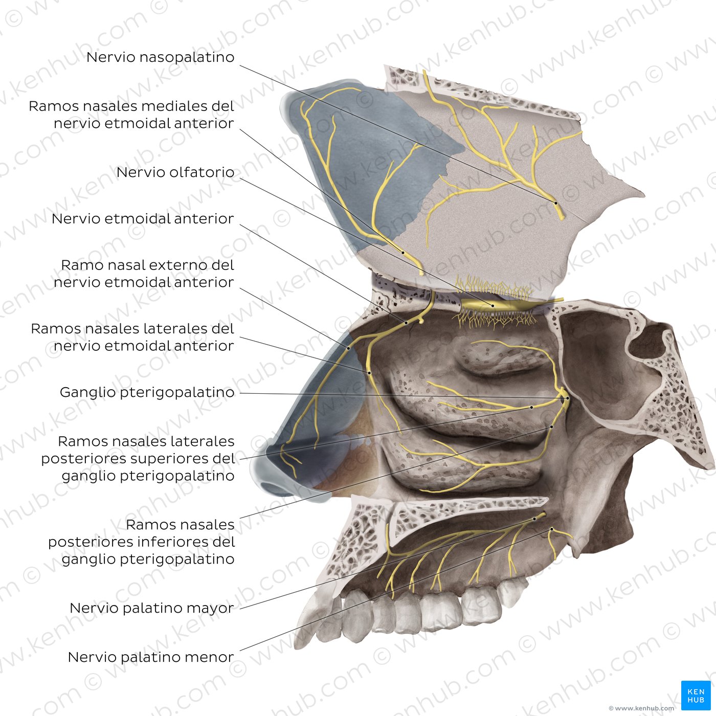 Nervios de la cavidad nasal