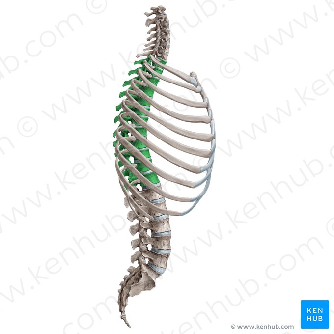 Vértebras torácicas (Vertebrae thoracicae); Imagem: Irina Münstermann