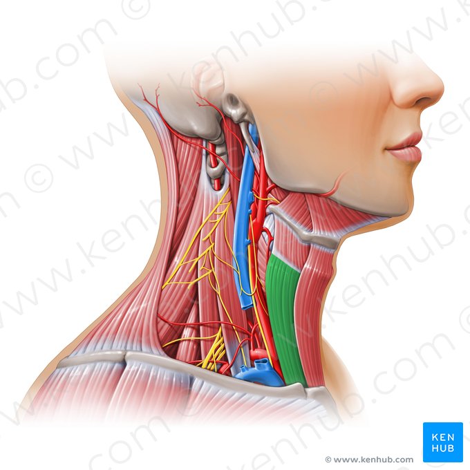 Sternothyroid muscle (Musculus sternothyroideus); Image: Paul Kim