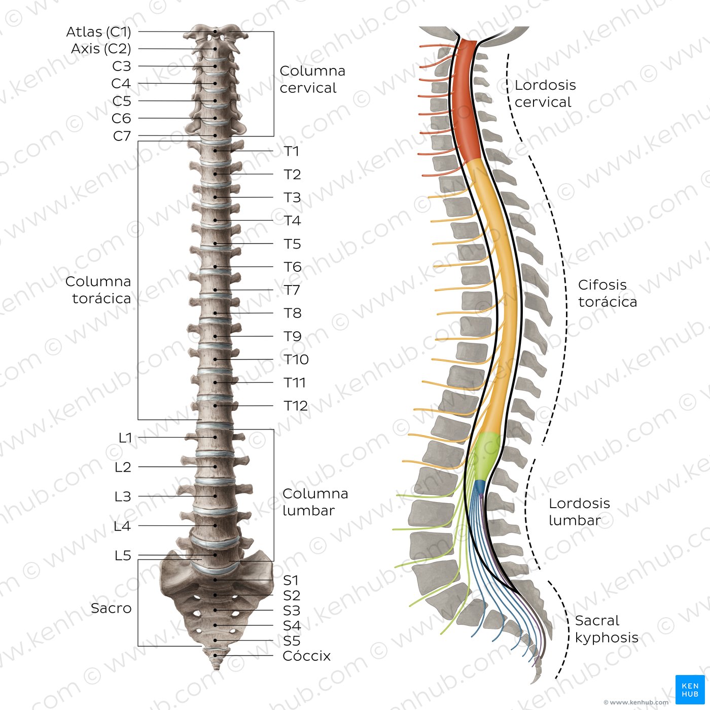 Columna vertebral: Anatomía, vértebras, articulaciones