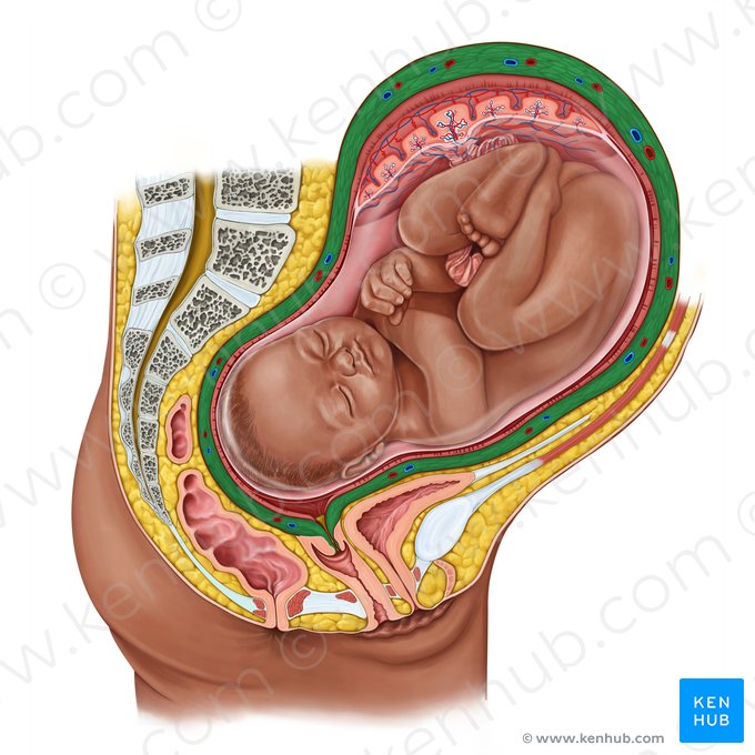 Myometrium (Muskelschicht der Gebärmutter); Bild: Irina Münstermann