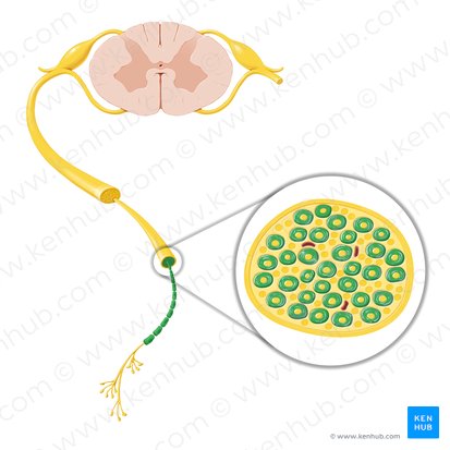 Myelin sheath (Stratum myelini); Image: Paul Kim