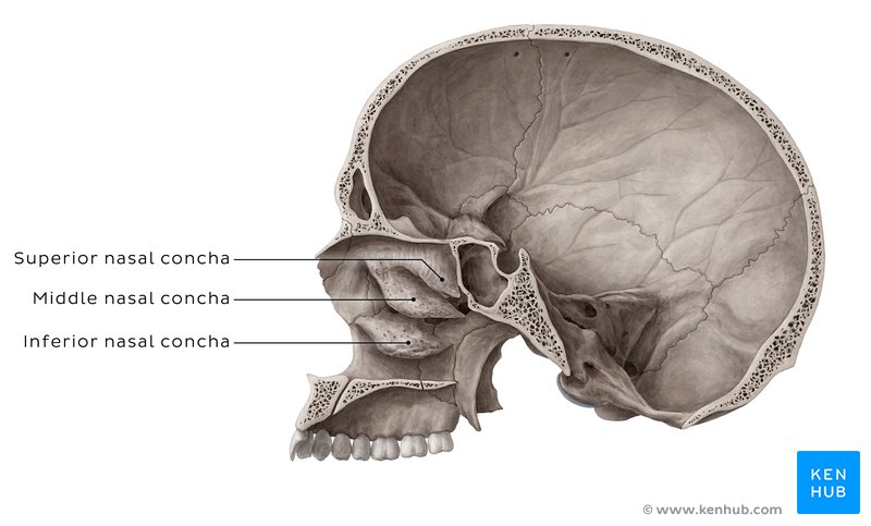 Nasal conchae - midsagittal view