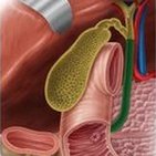 Bile duct