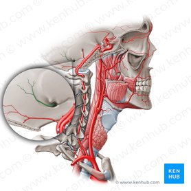 Arteria meningea posterior (Hintere Hirnhautarterie); Bild: Paul Kim