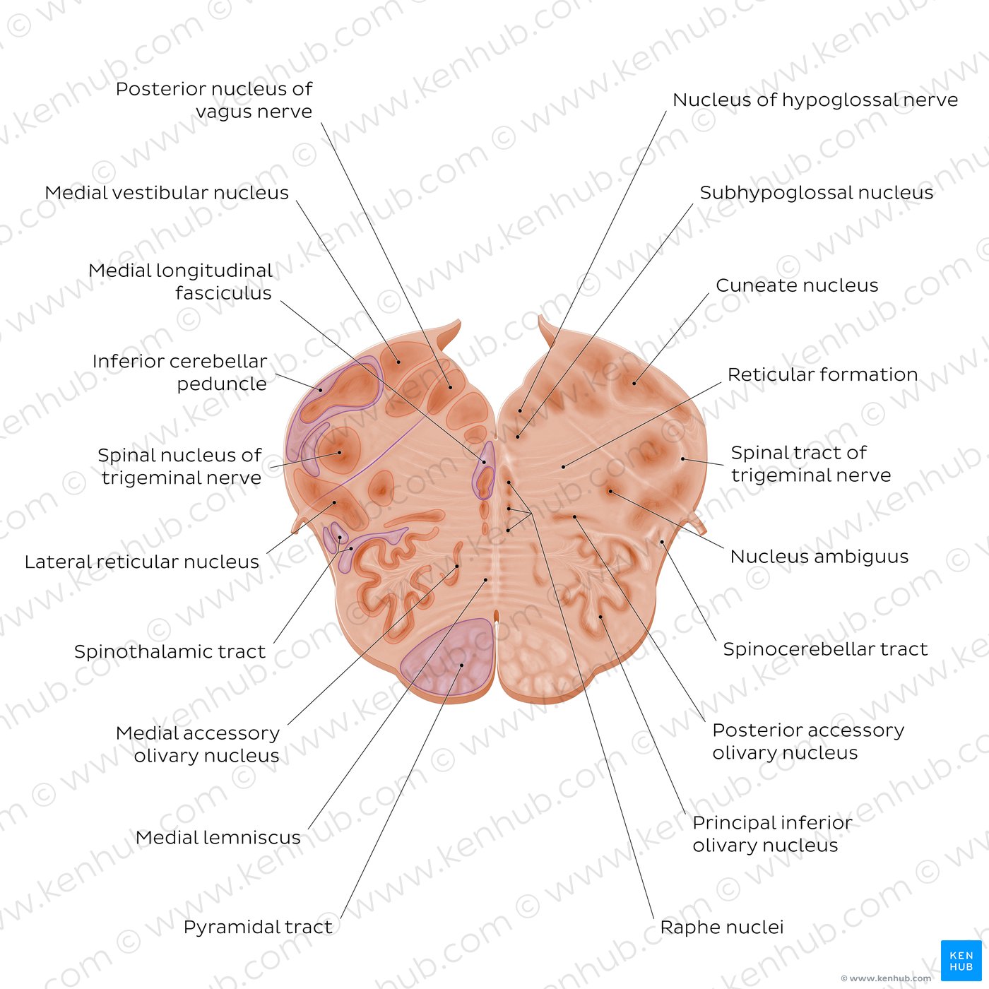 Medulla oblongata: Vagus nerve level