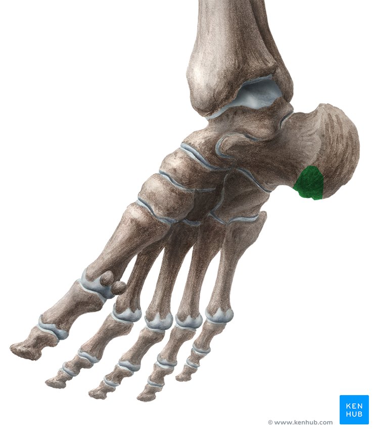 Medial process of calcaneal tuberosity - medial view