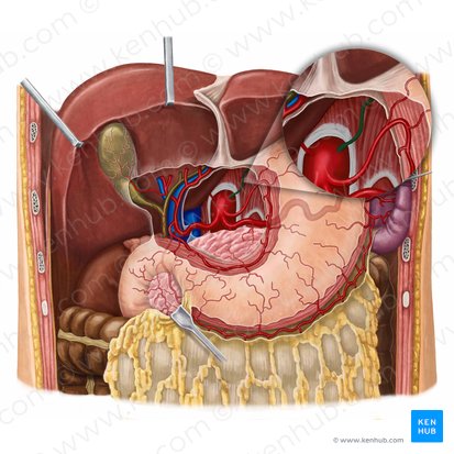 Arteria phrenica inferior sinistra (Linke untere Zwerchfellarterie); Bild: Irina Münstermann