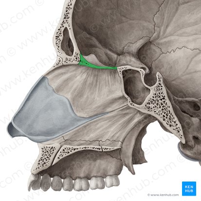 Cribriform plate of ethmoid bone (Lamina cribrosa ossis ethmoidalis); Image: Yousun Koh