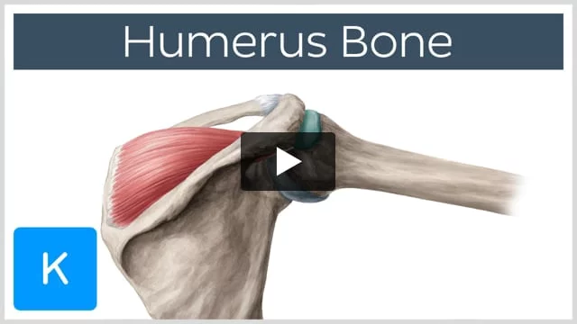 Humerus: Anatomy and clinical notes