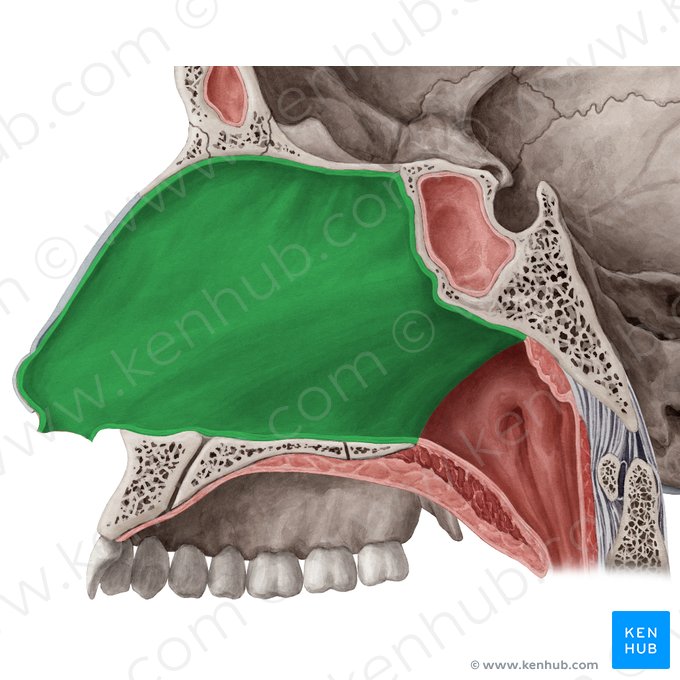 Tabique nasal (Septum nasi); Imagen: Yousun Koh