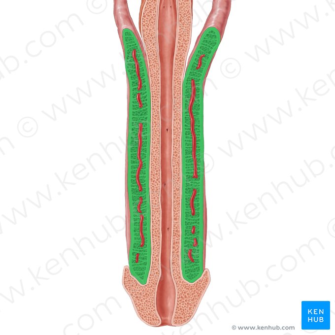 Corpus cavernosum of penis (Corpus cavernosum penis); Image: Samantha Zimmerman