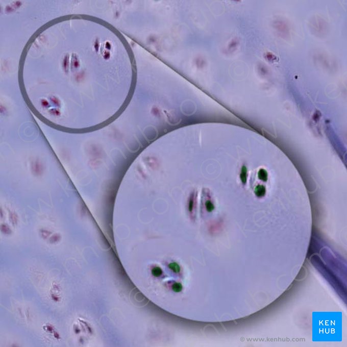 Núcleo de condrócito (Nucleus chondrocyti); Imagem: 