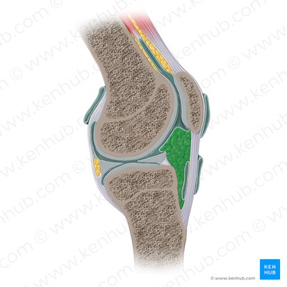 Infrapatellar fat pad (Corpus adiposum infrapatellare); Image: Paul Kim