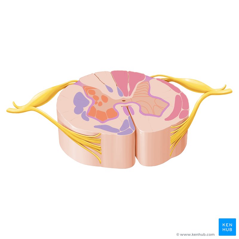 the posterior horns of the spinal cord contain